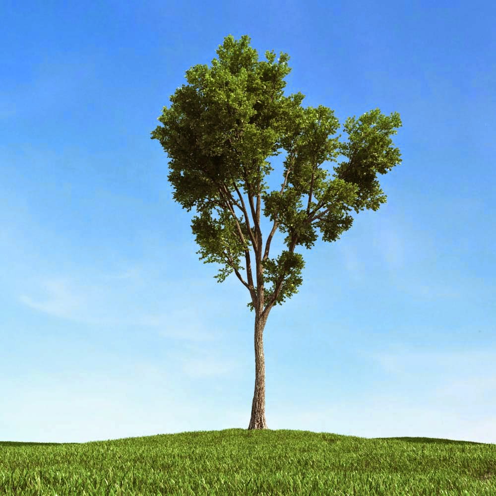 Vray Proxy Trees Free Download